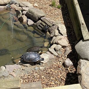 Sliders at Zoo in forest park, ID?