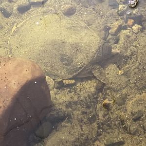 Soft shell turtle at riverside reptiles, ID?