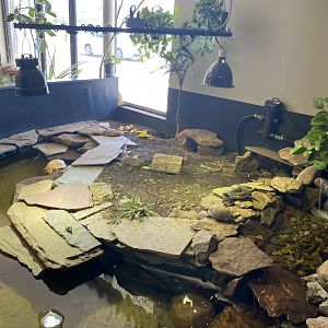 Turtle species at riverside reptiles, ID?