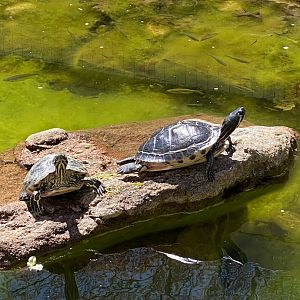 Sliders at riverside reptiles, ID?