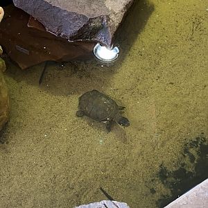 Turtle at riverside reptiles, ID?