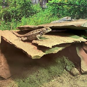Lizard at riverside reptiles, ID?