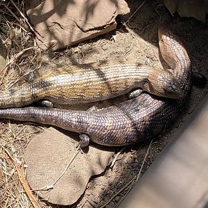 Blue tongued skinks at riverside reptiles, ID?
