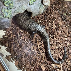 Blue tongued skink at Lupa zoo, ID?