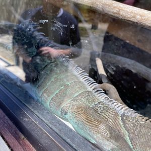 Iguana at zoo in forest park, ID?