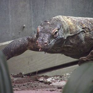 Komodo Dragon - Zooparc de Beauval - 11/2021