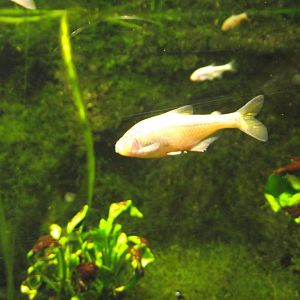 Blind Cave Tetras - Zooparc de Beauval - 11/2021