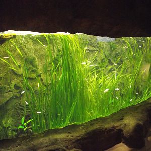 Blind Cave Tetras' Tank - Zooparc de Beauval - 06/2020