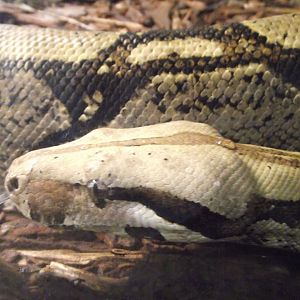 Boa constrictor - Zooparc de Beauval - 10/2021