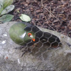 White-cheeked Turaco- Hamerton Zoo Park 6/3/2022