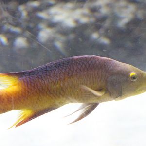 Bodianus rufus
