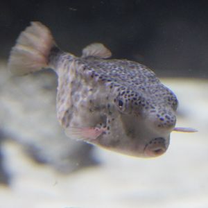 Horn-nosed boxfish - Ostracion rhynorhynchus ( syn. Rhynochostrcion rhynorhynchus )