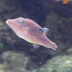Papua toby - Canthigaster papua
