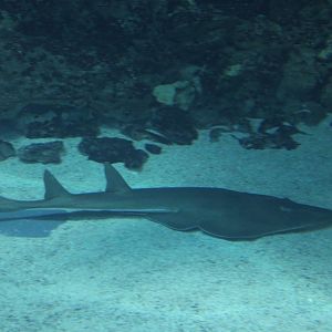Guitarfish
