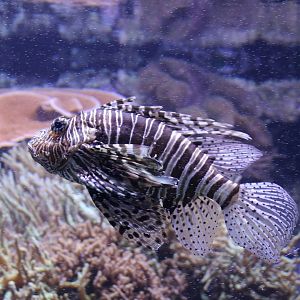 Lionfish