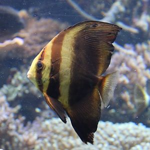 Batfish