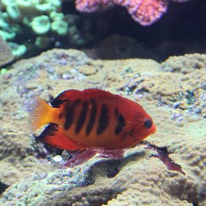 Centropyge loriculus