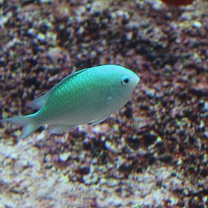 Chromis viridis