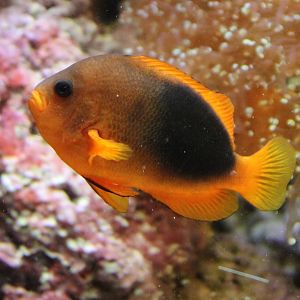 Red-saddleback anemonefish - Amphiprion ephippium