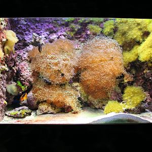 Anemonefish-aquarium