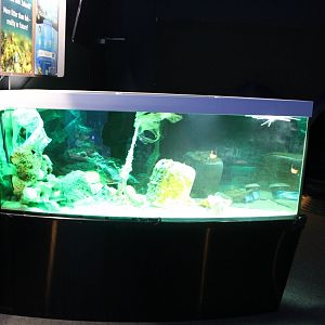 Plastic pollution aquarium