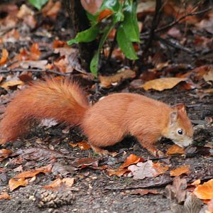 European red squirrel