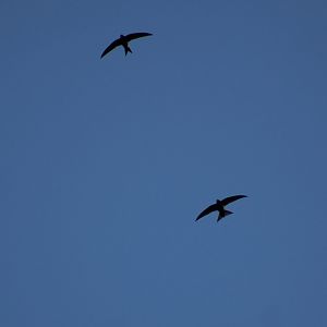 Common swifts
