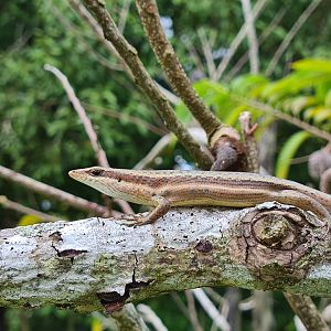 Mahé - Seychelles skink