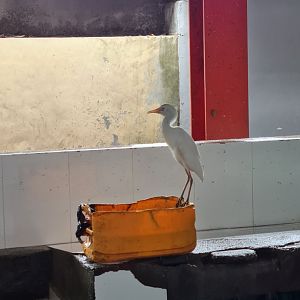 Mahé - Cattle egret