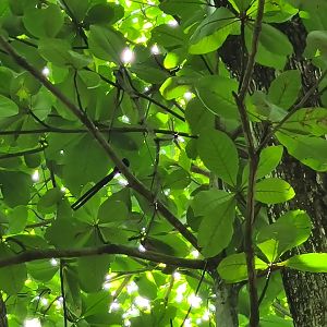 La Digue - (far away) Seychelles paradise flycatcher