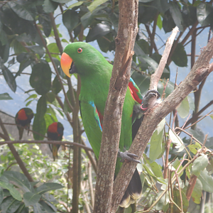 Eclectus Parrot