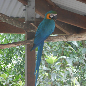 Blue & Gold Macaw