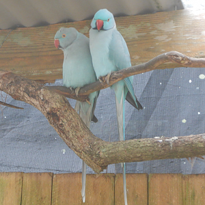 Ring-Necked Parakeet