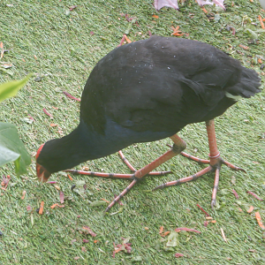 Australasian Swamphen