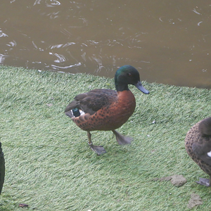 Chestnut Teal