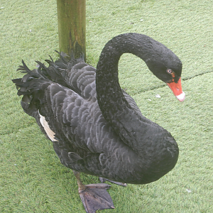 Black Swan