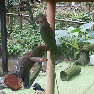 Alexandrine Parrot