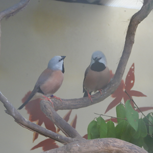 Black Throated Finch