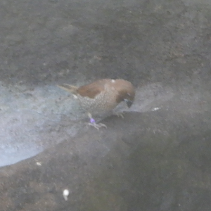 Scaly-Breasted Munia
