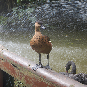 Wandering Whistling-Duck