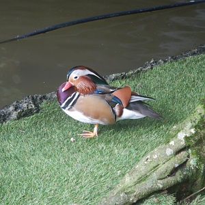 Mandarin Duck
