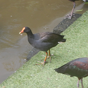 Dusky Moorhen
