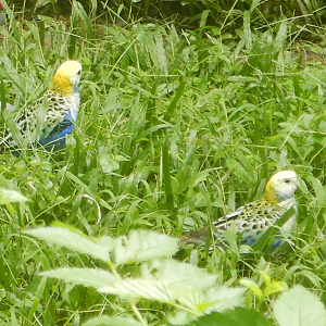 Pale-Headed Rosella