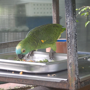 Blue-Fronted Amazon Parrot
