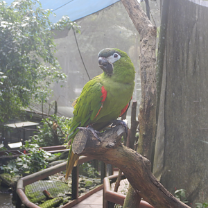 Hahn Macaw