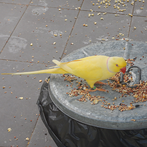 Ring-Necked Parakeet