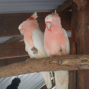 Major Mitchell's Cockatoos