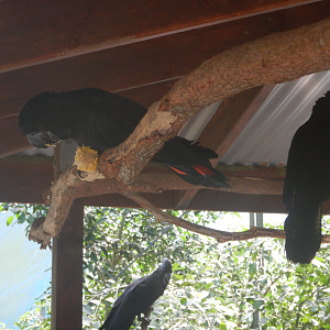Red-Tailed Black Cockatoo