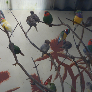 Various Finches