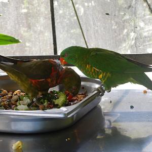 Scaly-Breasted Lorikeet